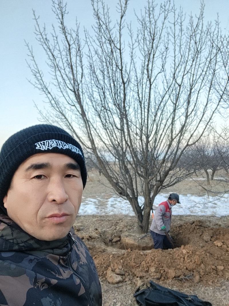 山杏树精品20公分山杏大量现货供应张家口货源充足