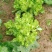 【牛商推荐】品质儿菜产地直销大量上市诚信商家