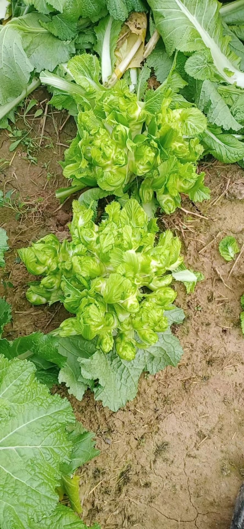 【牛商推荐】品质儿菜产地直销大量上市诚信商家