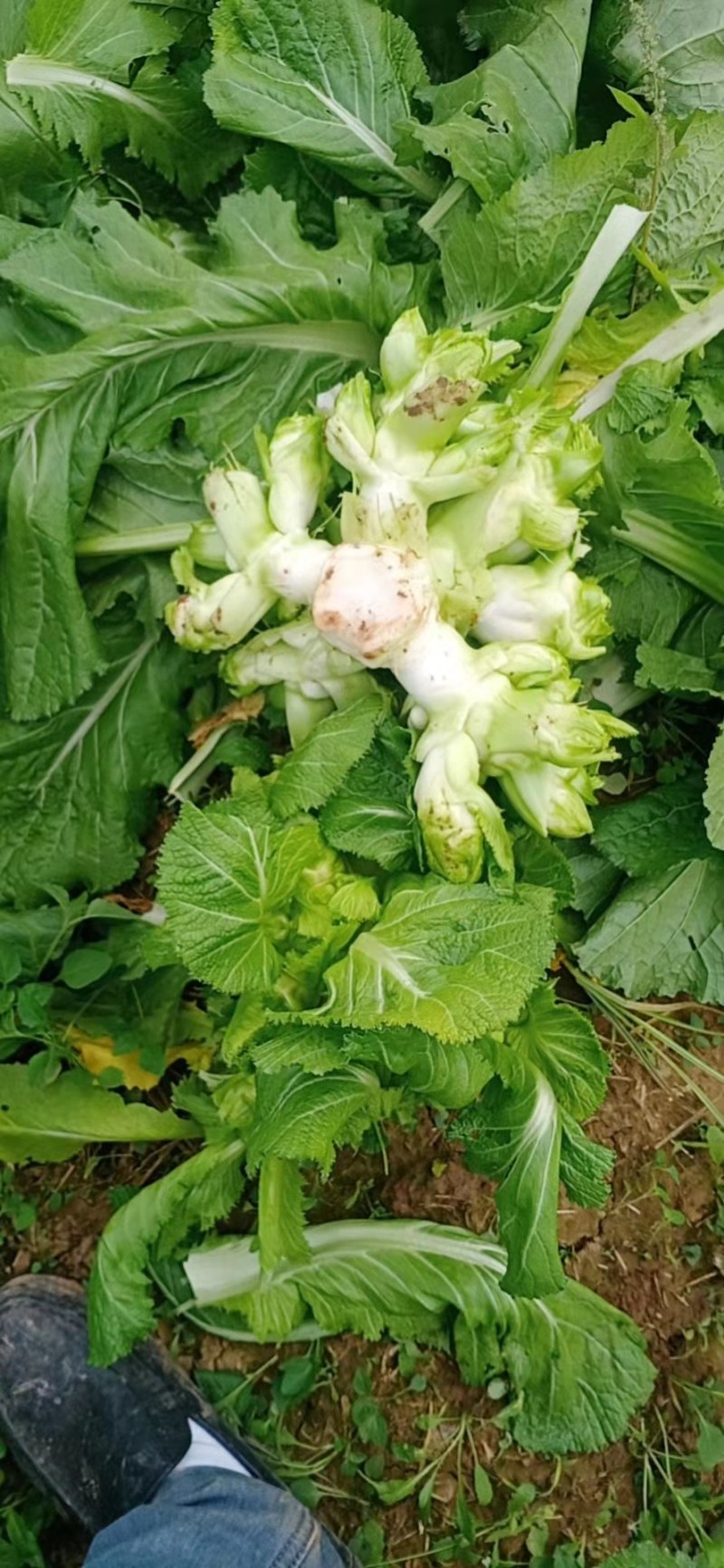 【牛商推荐】品质儿菜产地直销大量上市诚信商家