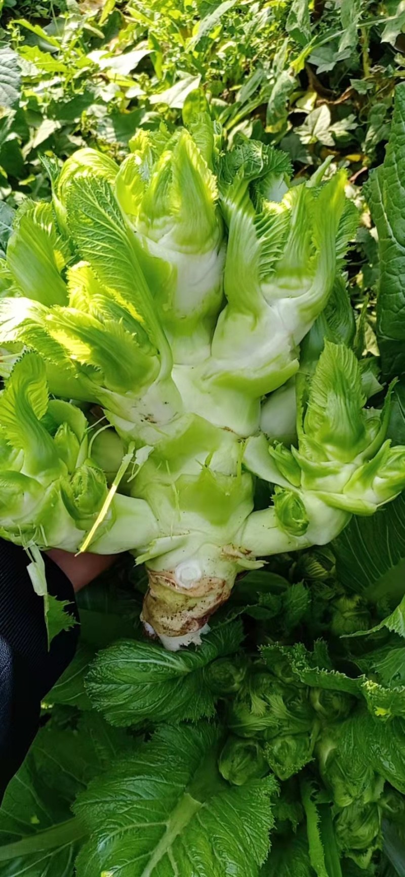 【牛商推荐】品质儿菜产地直销大量上市诚信商家