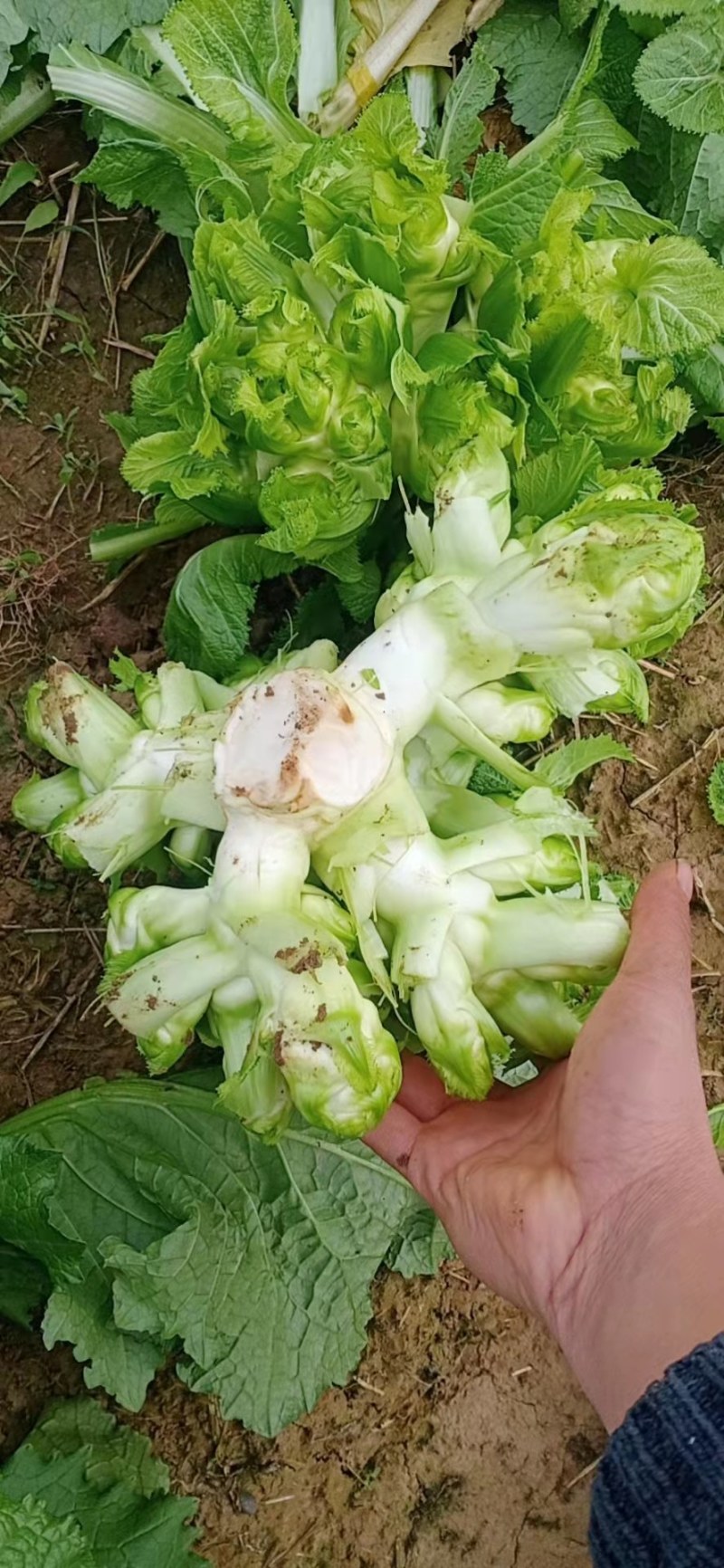 【牛商推荐】品质儿菜产地直销大量上市诚信商家