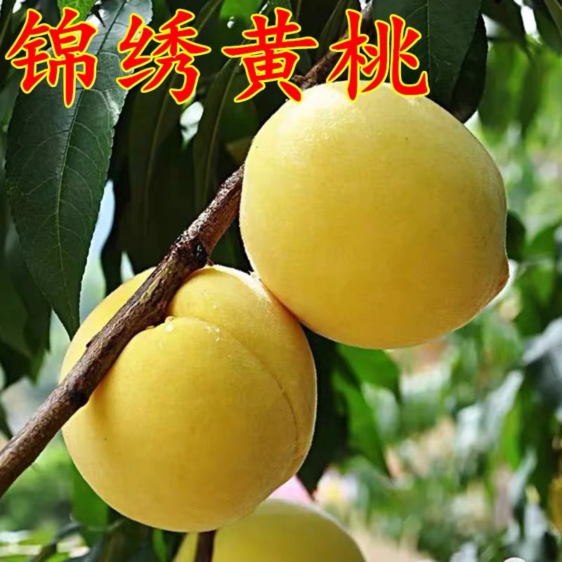 ［正宗］嫁接锦绣黄桃苗当年结果死苗补发可签合同