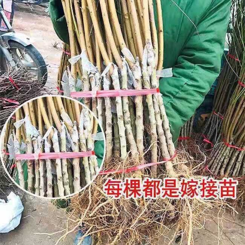 ［正宗］嫁接锦绣黄桃苗当年结果死苗补发可签合同