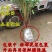 ［正宗］嫁接锦绣黄桃苗当年结果死苗补发可签合同