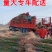 ［正宗］嫁接锦绣黄桃苗当年结果死苗补发可签合同