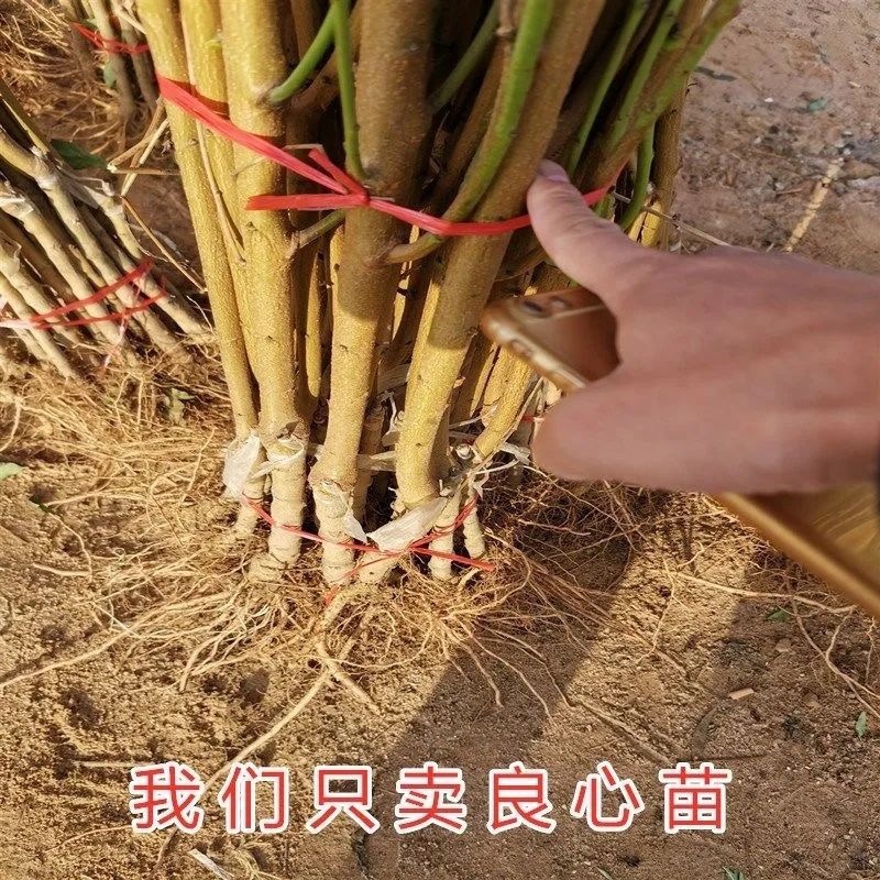 ［正宗］嫁接锦绣黄桃苗当年结果死苗补发可签合同