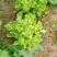 【牛商推荐】品质儿菜产地直销大量上市诚信商家