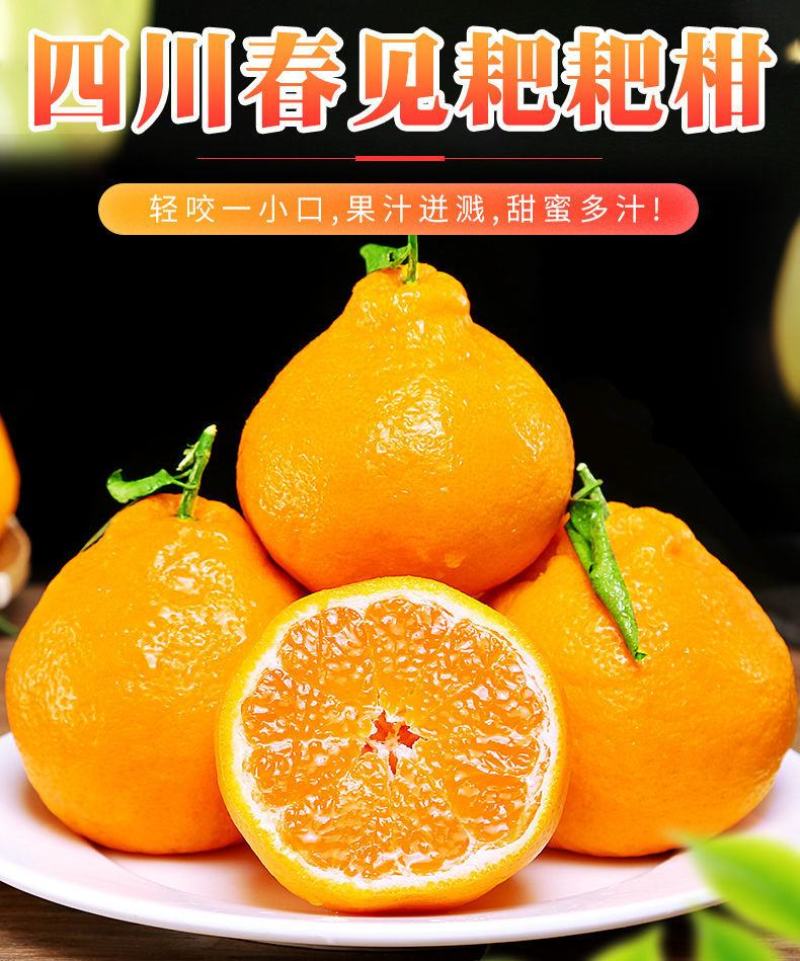 四川正宗春见耙耙柑一件代发柑橘电商货现摘现发孕妇新鲜桔子