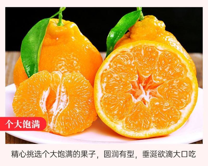 四川正宗春见耙耙柑一件代发柑橘电商货现摘现发孕妇新鲜桔子