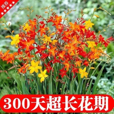 火星花，火焰兰低价批发，量大从优，欢迎来电骚扰