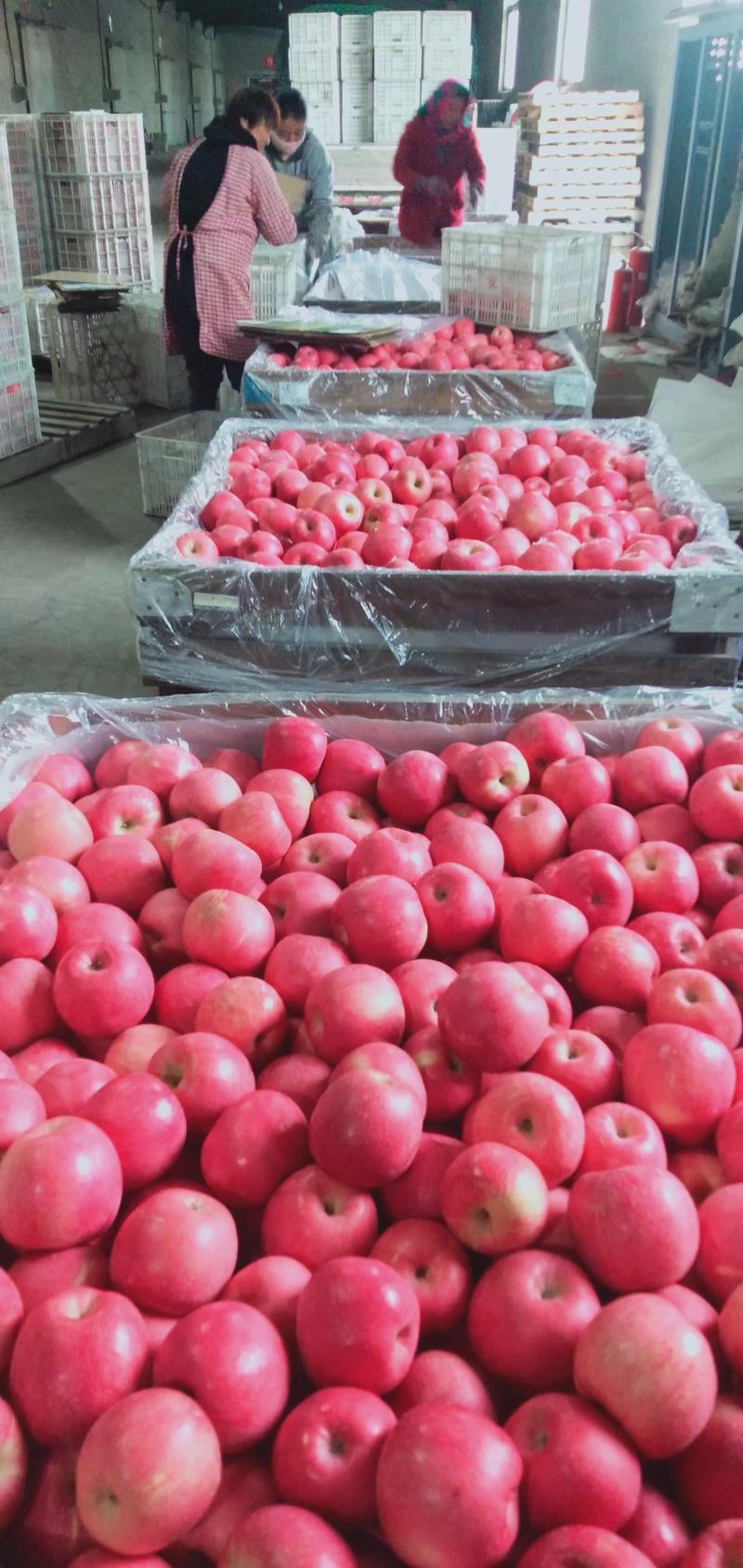 瓦房店冷库红富士苹果价格便宜质量好一元八角，正在大量出库