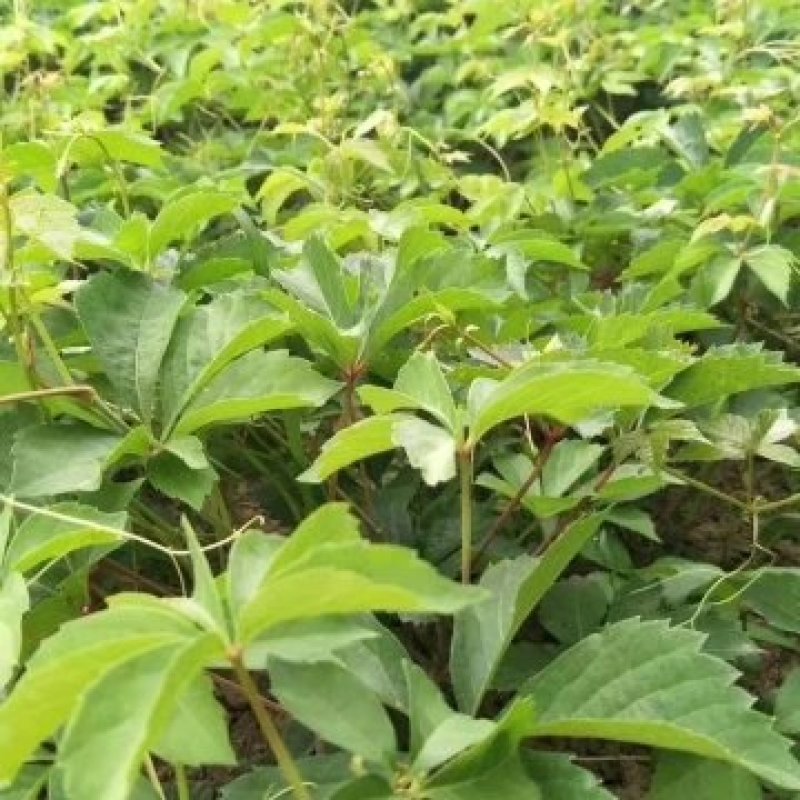 营养钵爬山虎