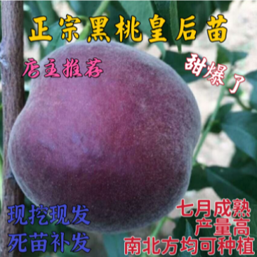 嫁接黑桃皇后树苗果个大甜度高签约保真南北方均可种植