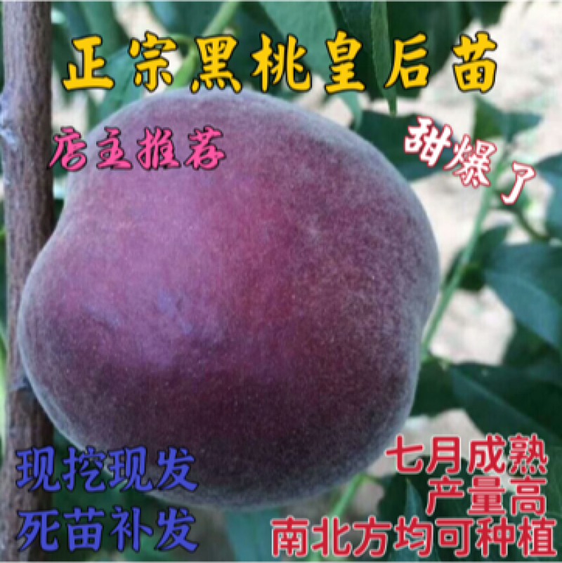 嫁接黑桃皇后树苗果个大甜度高签约保真南北方均可种植