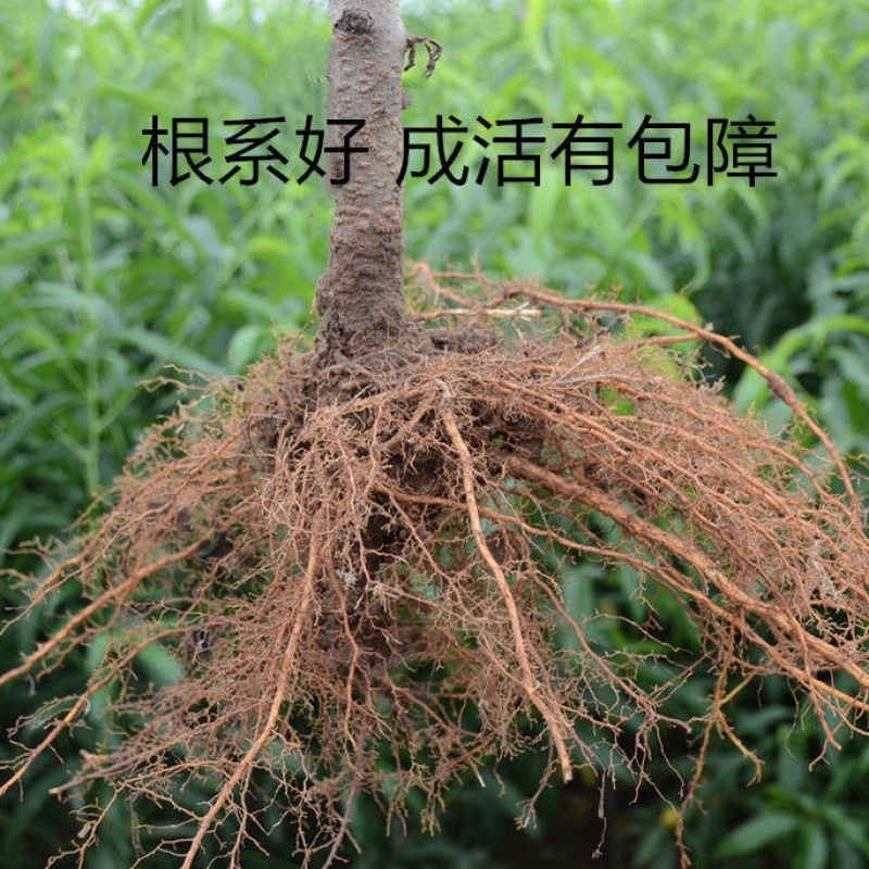 嫁接黑桃皇后树苗果个大甜度高签约保真南北方均可种植