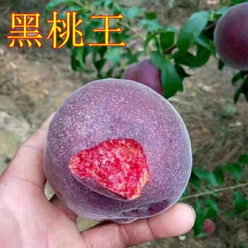 嫁接黑桃皇后树苗果个大甜度高签约保真南北方均可种植