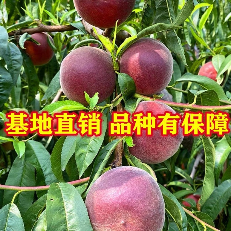 嫁接黑桃皇后树苗果个大甜度高签约保真南北方均可种植