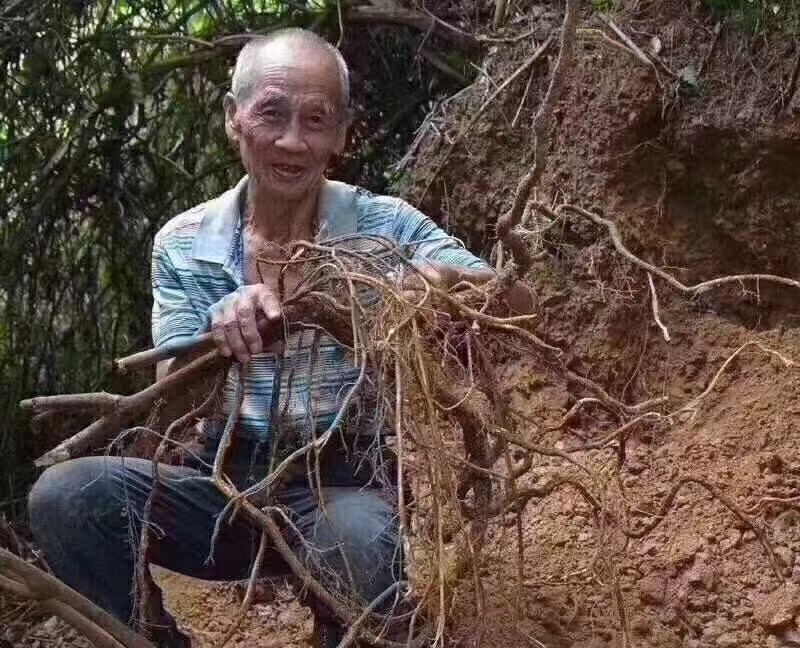 大扎把野生无硫五指毛桃，大量批发，价格优惠，你有量我有价