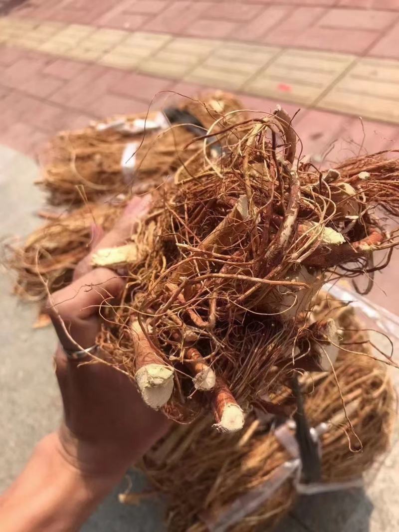 大扎把野生无硫五指毛桃，大量批发，价格优惠，你有量我有价
