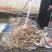 大扎把野生无硫五指毛桃，大量批发，价格优惠，你有量我有价