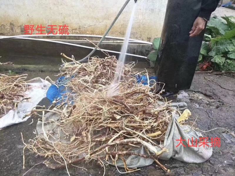 大扎把野生无硫五指毛桃，大量批发，价格优惠，你有量我有价
