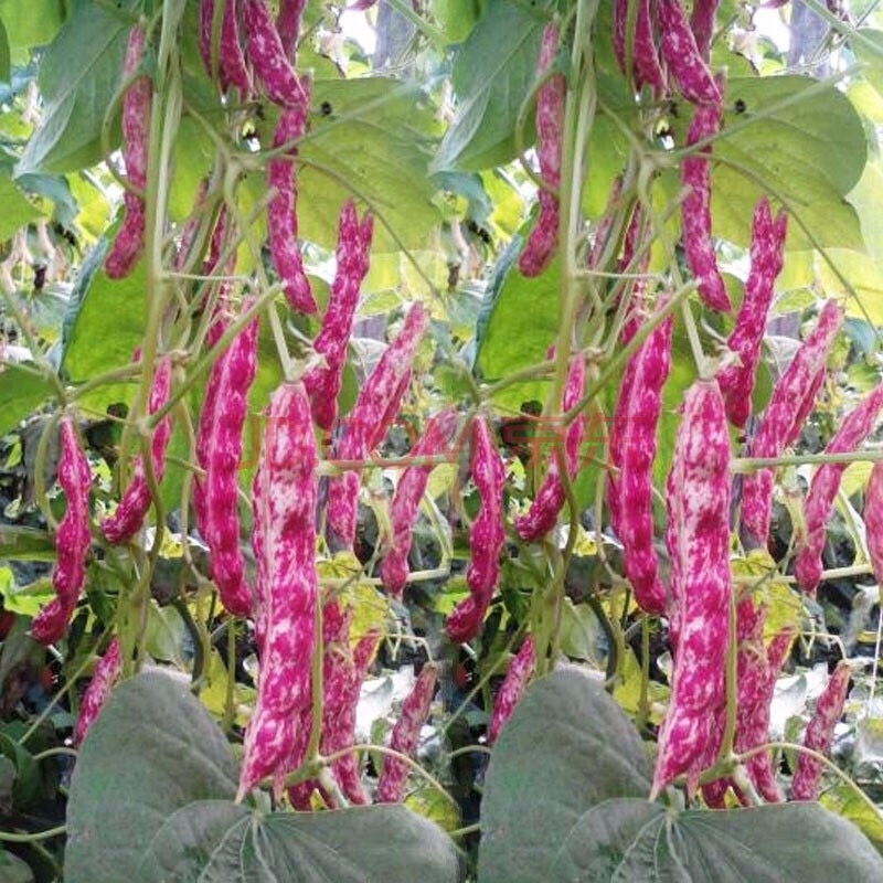 白芸豆红金勾黄金勾红金钩黄金钩面豆油豆鼓豆无筋无柴