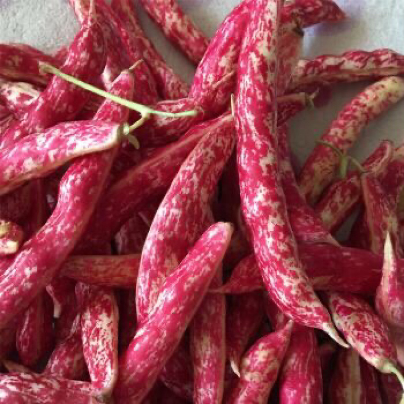 白芸豆红金勾黄金勾红金钩黄金钩面豆油豆鼓豆无筋无柴