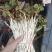 鱼腥草嫩芽已大量上市。特色:泥土生长，色白，香，脆，嫩。