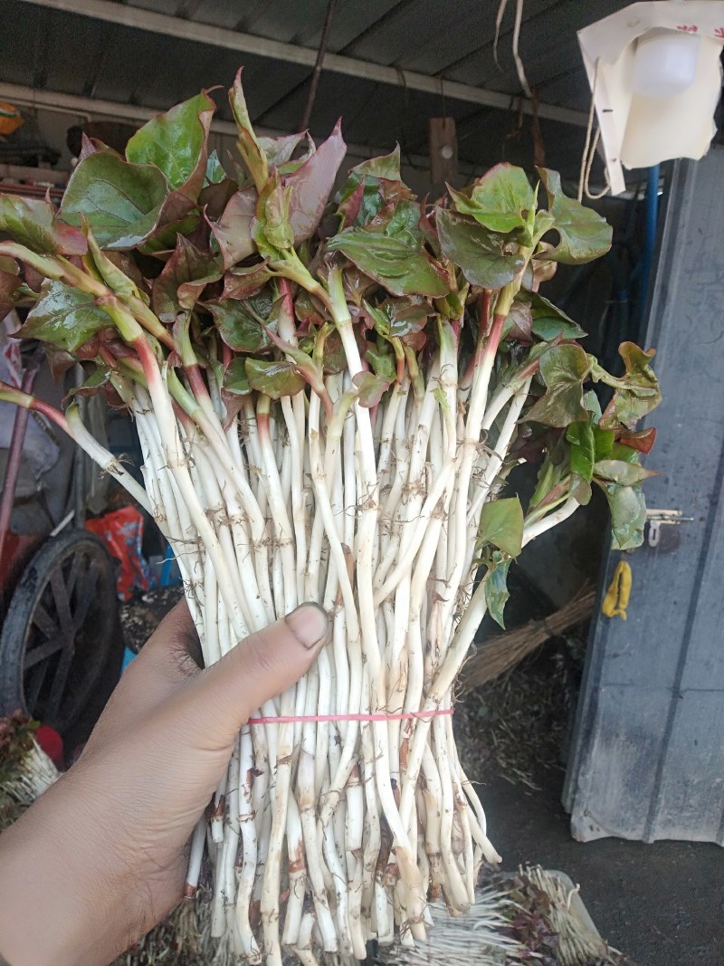 鱼腥草嫩芽已大量上市。特色:泥土生长，色白，香，脆，嫩。