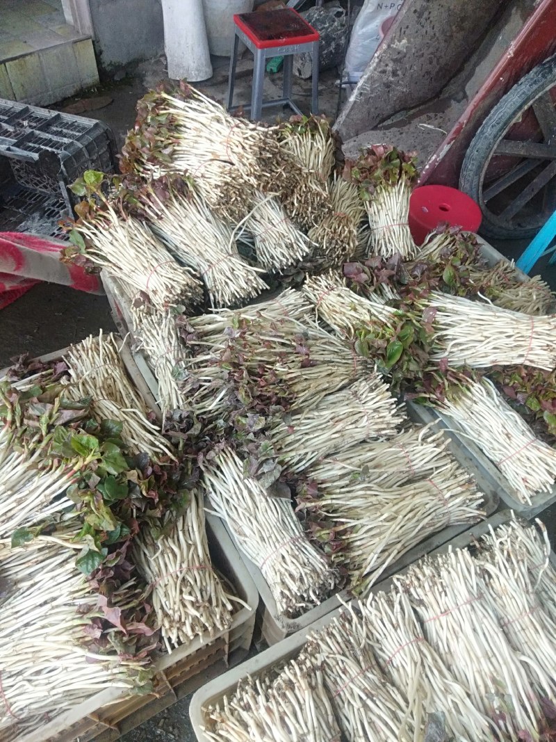 鱼腥草嫩芽已大量上市。特色:泥土生长，色白，香，脆，嫩。