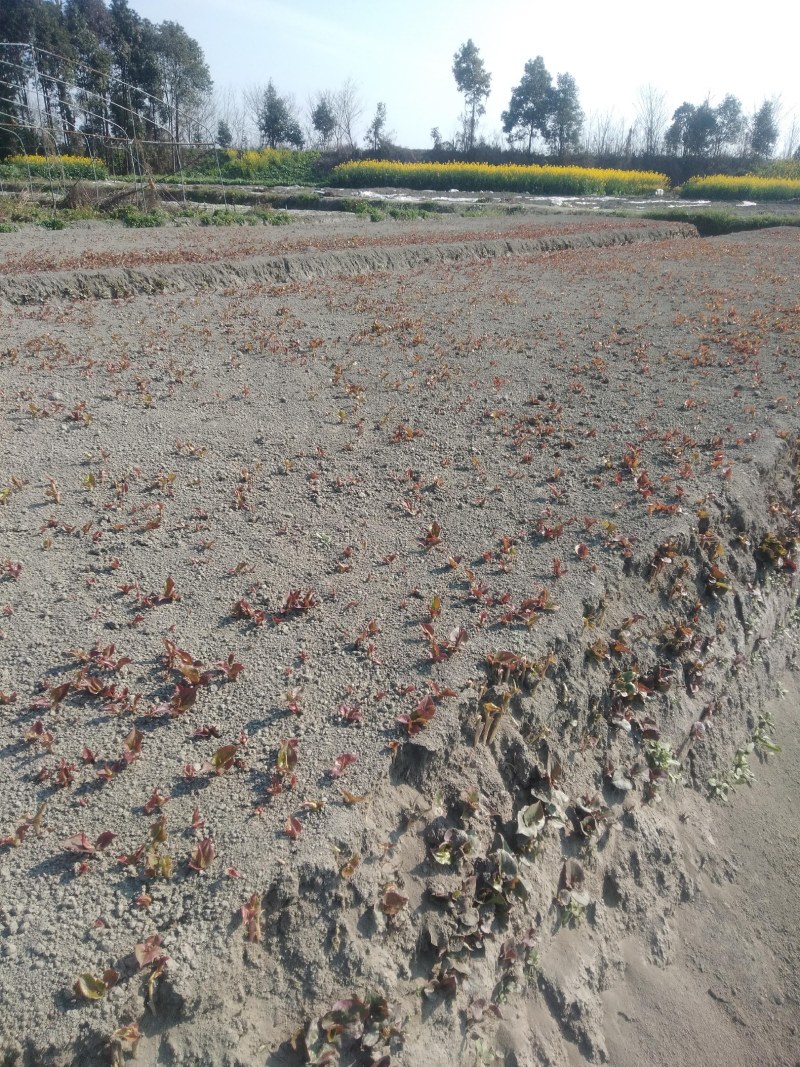 鱼腥草嫩芽已大量上市。特色:泥土生长，色白，香，脆，嫩。