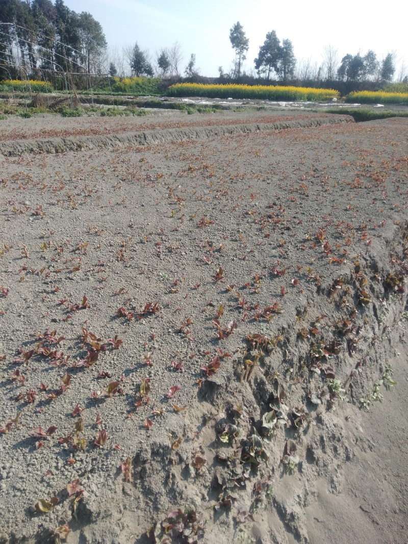 鱼腥草嫩芽已大量上市。特色:泥土生长，色白，香，脆，嫩。