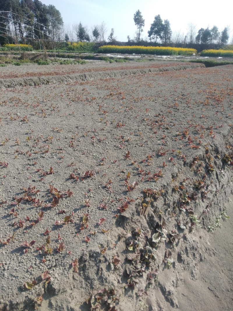 鱼腥草嫩芽已大量上市。特色:泥土生长，色白，香，脆，嫩。