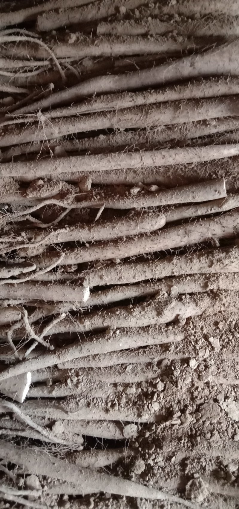 白玉山药山东莘县大量供应白玉山药产地直发全国发货