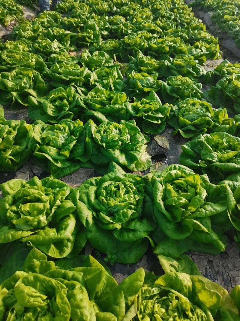 奶油生菜，质量保证，量大，可实地考察