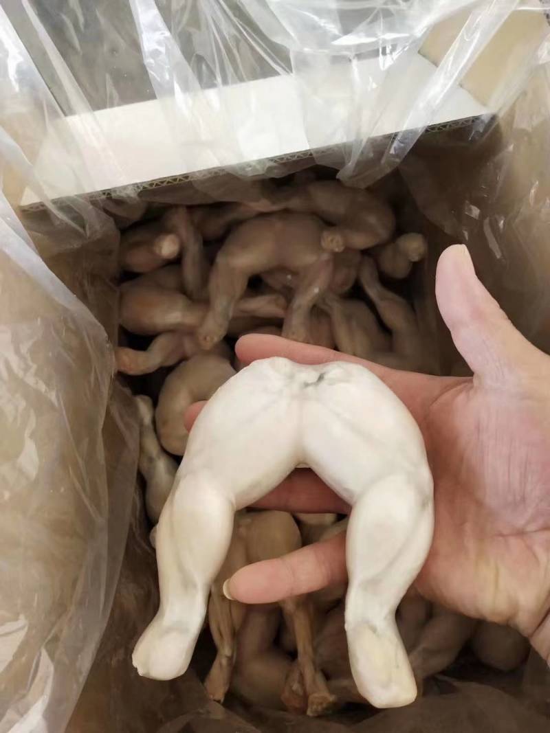 牛蛙后腿。单冻牛蛙后腿，出口品质