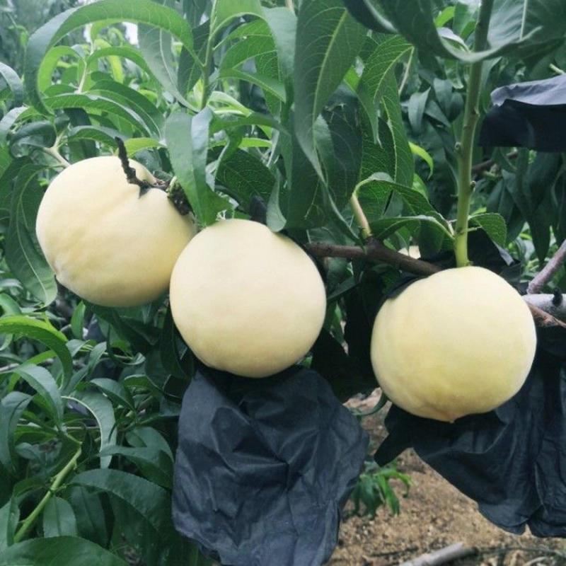 新品种白如玉桃苗根系发达耐储存易运输南北方种植