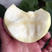 新品种白如玉桃苗根系发达耐储存易运输南北方种植