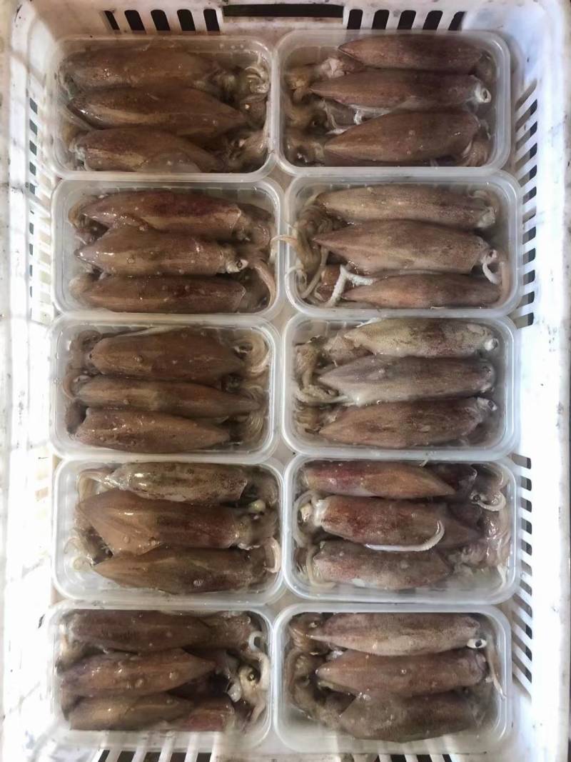 满籽鱿鱼食用冰冻，带籽量99%