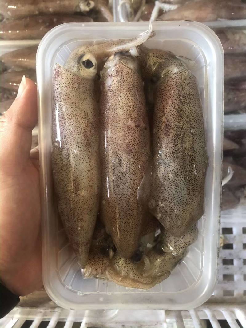 满籽鱿鱼食用冰冻，带籽量99%