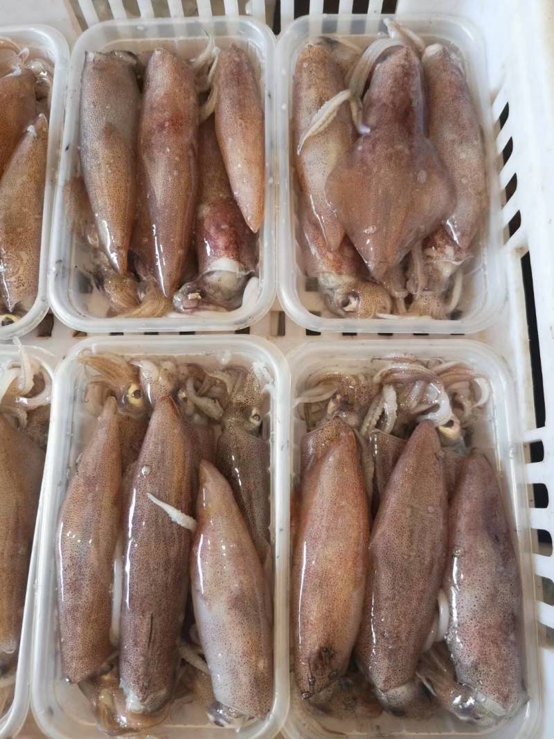满籽鱿鱼食用冰冻，带籽量99%
