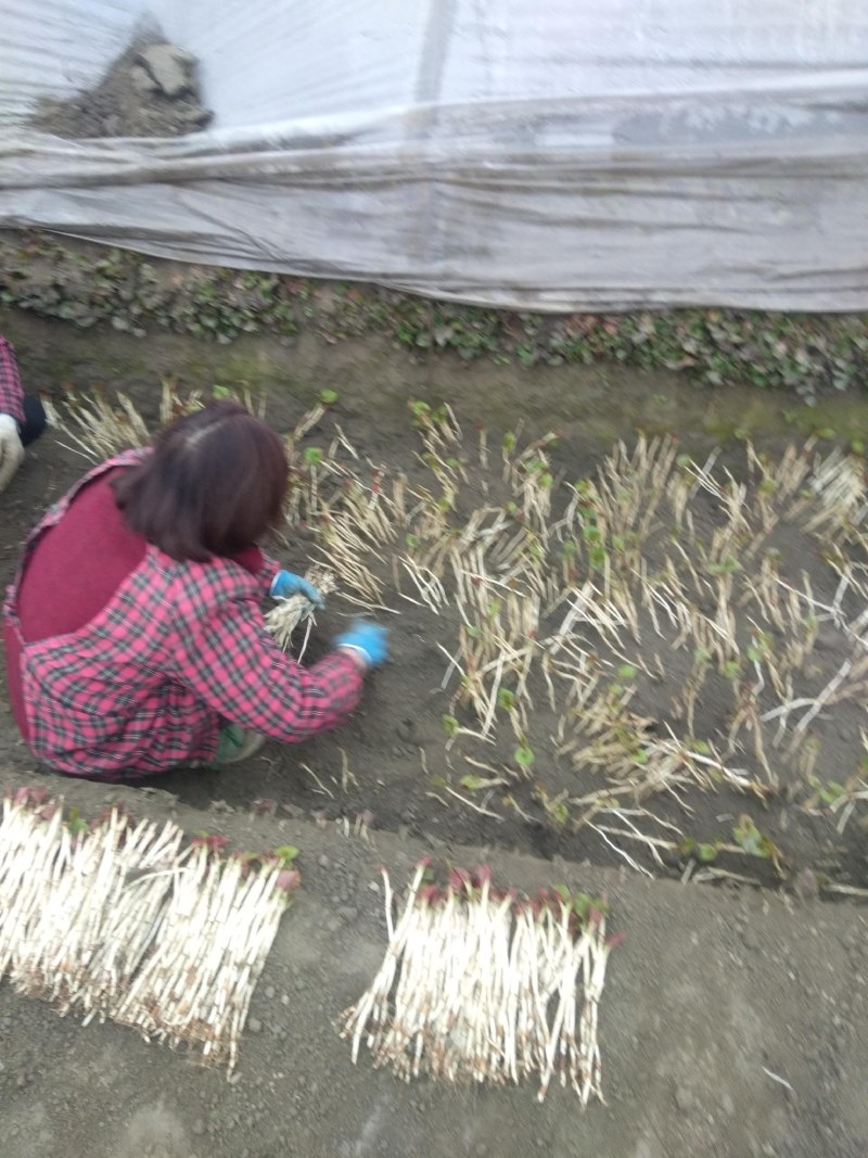 鱼腥草塑料袋子，泡沫箱子，精包装，，，，，，，，