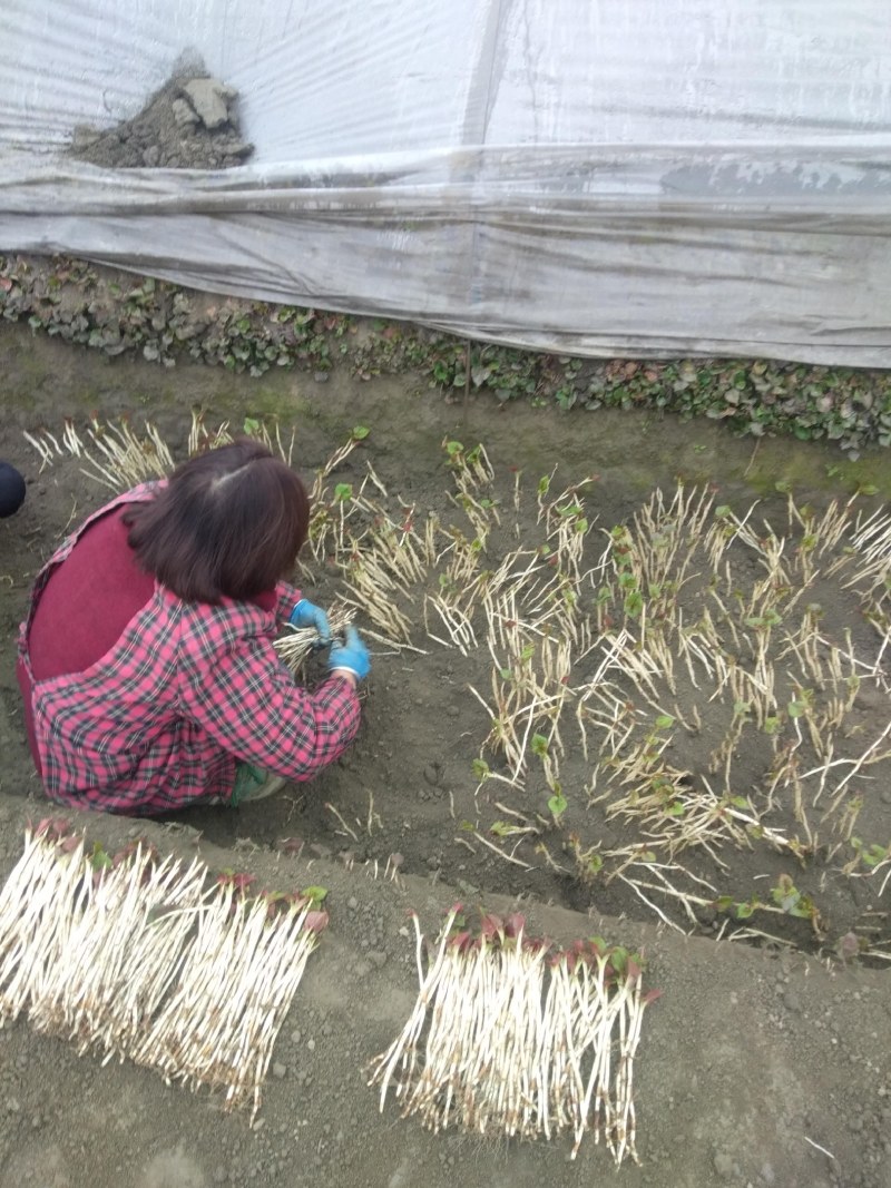 鱼腥草塑料袋子，泡沫箱子，精包装，，，，，，，，