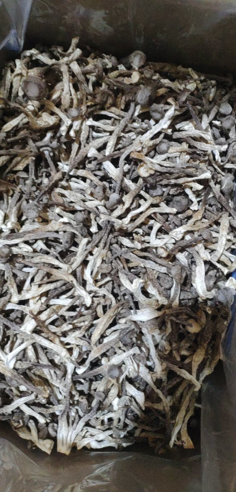 鹿茸菇、可定制包装！各种规格齐全、小包装、定制礼盒等