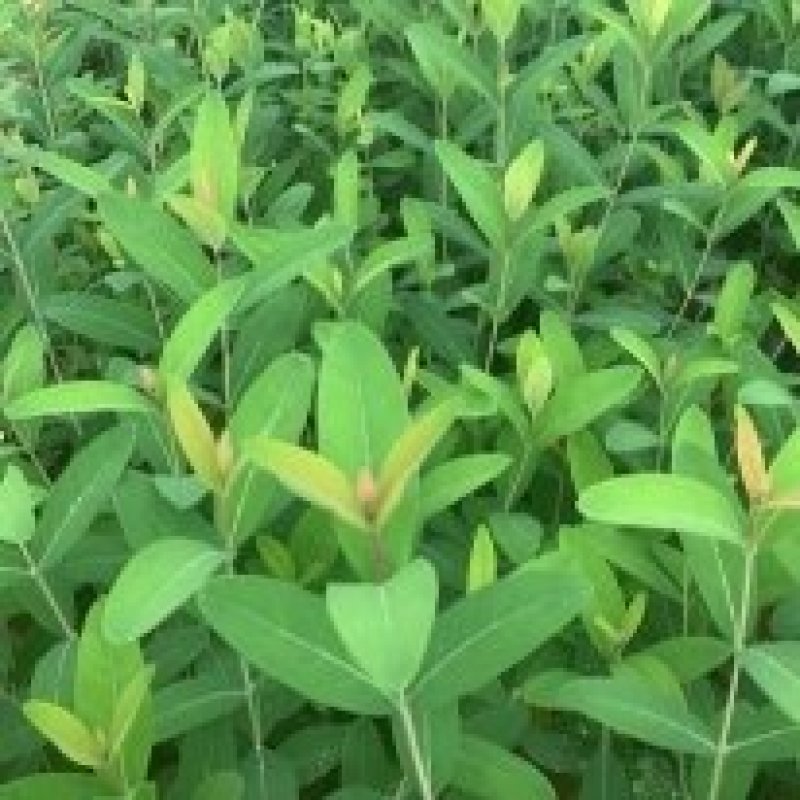 营养钵金丝桃涨势旺树冠大球枝密度好