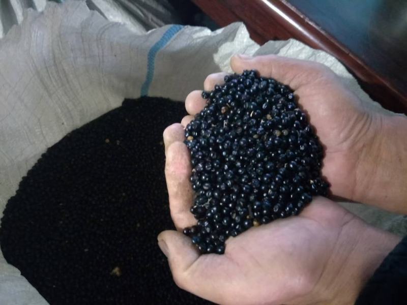 出售纯新射干种子颗粒饱满种植简单免费指导管理省事