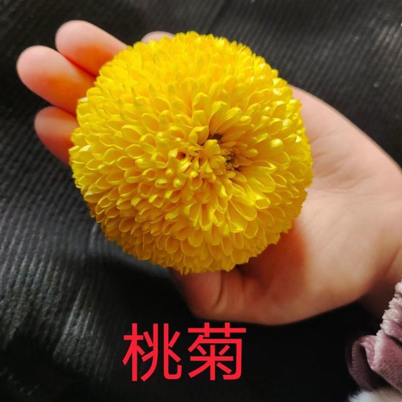 黄山馒头金丝皇菊苗一手货源包技术包回收鲜花干货