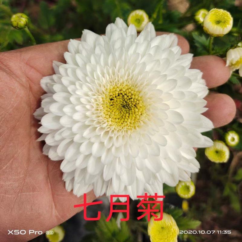 黄山馒头金丝皇菊苗一手货源包技术包回收鲜花干货