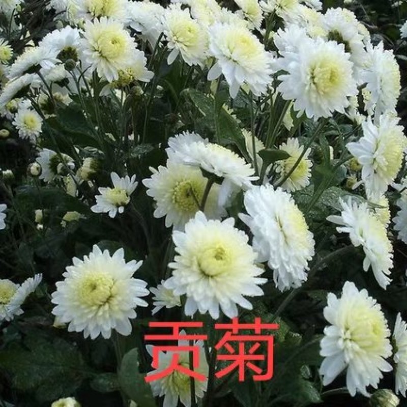 黄山馒头金丝皇菊苗一手货源包技术包回收鲜花干货